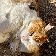 Madame participe au concours pour gagner de l'argent avec cette photo : cat, kitten, orange_and_white, fluffy, longhaired, lying_down, sleepy, relaxed, pink_nose, whiskers, green_eyes, pet, animal, outdoors, sunlight, gravel, ground, portrait, closeup, fur
