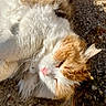cat, kitten, orange_and_white, fluffy, longhaired, lying_down, sleepy, relaxed, pink_nose, whiskers, green_eyes, pet, animal, outdoors, sunlight, gravel, ground, portrait, closeup, fur