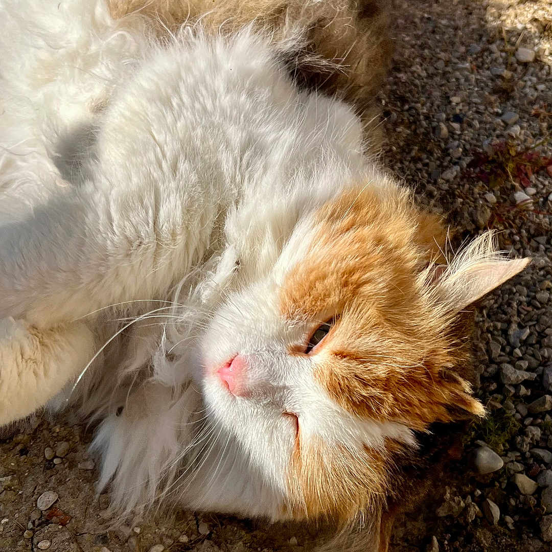 Madame participe au concours pour gagner de l'argent avec cette photo : cat, kitten, orange_and_white, fluffy, longhaired, lying_down, sleepy, relaxed, pink_nose, whiskers, green_eyes, pet, animal, outdoors, sunlight, gravel, ground, portrait, closeup, fur