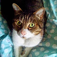 Hélios a rejoint le concours — aidez-le/la à gagner de superbes lots ! animal, blanket, cat, close_up, curious, cute, domestic_cat, ears, feline, front_paws, fur, green_eyes, indoor, looking_up, lying_down, pet, polka_dot, relaxed, tabby_cat, whiskers
