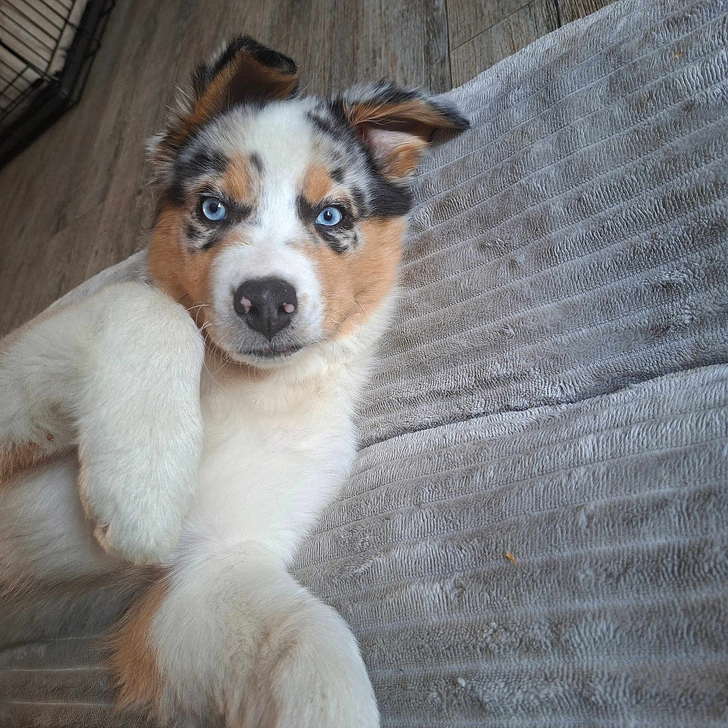 Blue a rejoint le concours — aidez-le/la à gagner de superbes lots ! puppy, dog, blue_eyes, white_fur, brown_fur, black_fur, lying_down, blanket, indoor, floor, crate, pet, animal, cute, fur, portrait, resting, close_up, young_dog, curious