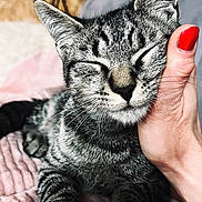 Aston participe au concours pour gagner de l'argent avec cette photo : animal, cat, close_up, comfort, cozy, cute, domestic_cat, feline, fur, hand, indoor, mammal, pet, red_nail_polish, relaxed, resting, sleepy, soft_blanket, tabby, whiskers