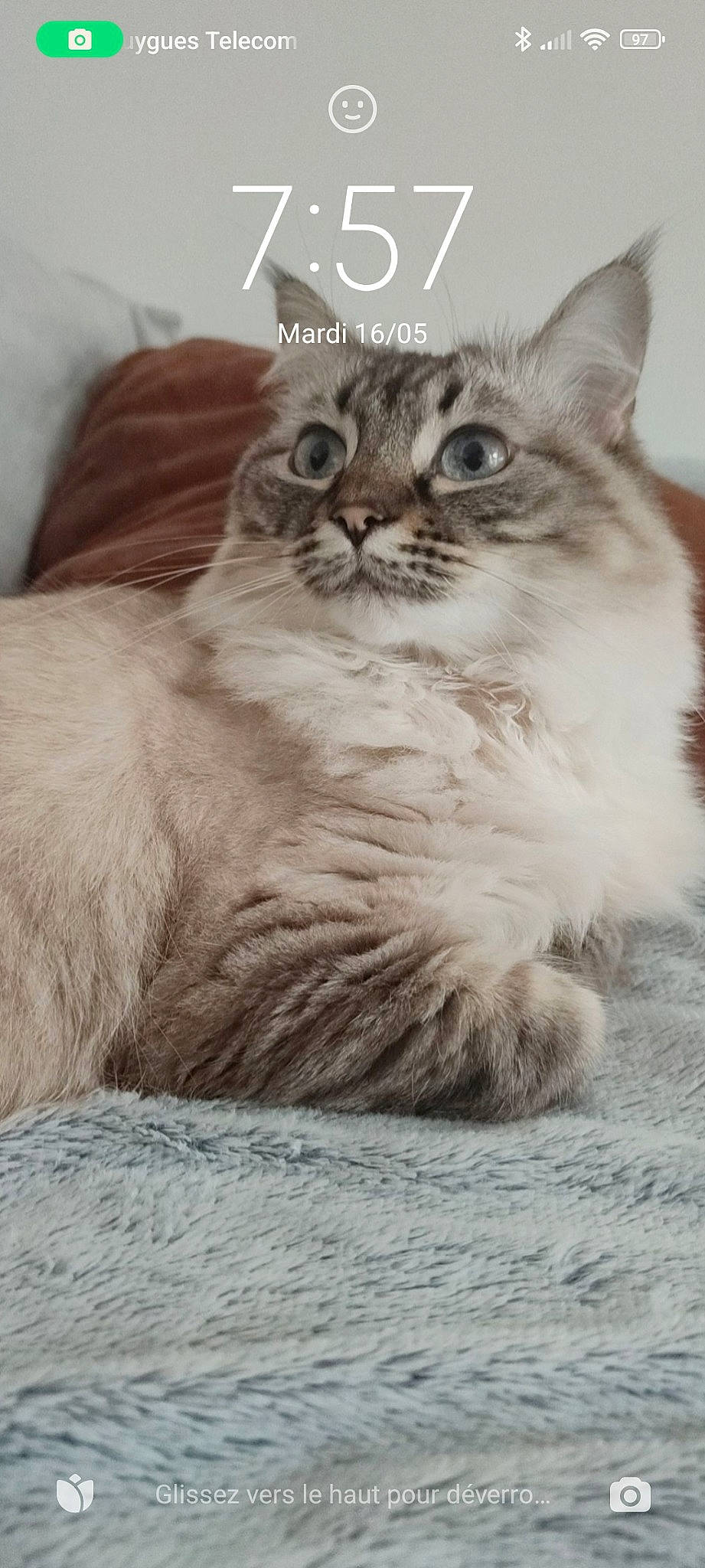 Naya a rejoint le concours — aidez-le/la à gagner de superbes lots ! birman, carnivore, cat, claw, domestic_short_haired_cat, fang, felidae, fur, paw, photo_caption, small_to_medium_sized_cats, snout, tail, terrestrial_animal, whiskers, window