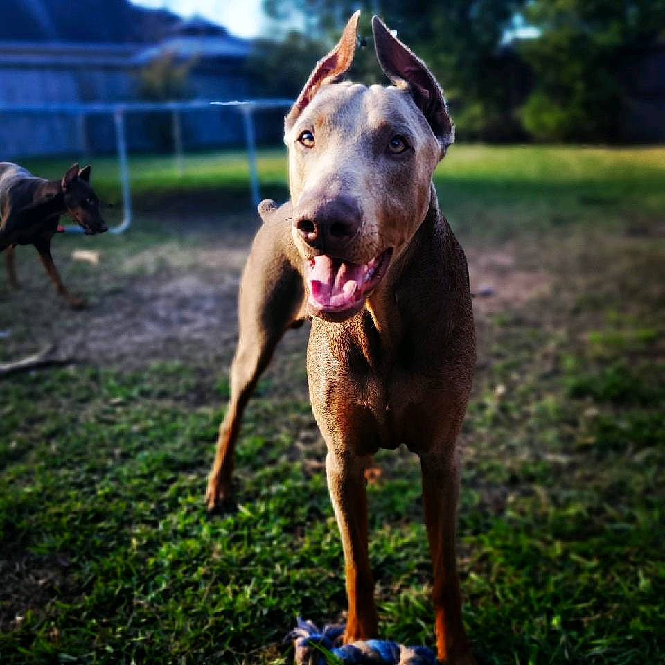 Greyson joined the competition — help win amazing prizes! canidae, canis_panther, carnivore, dobermann, dog, dog_breed, dog_walking, ear, fawn, guard_dog, mammal, non_sporting_group, sporting_group, vertebrate, working_dog