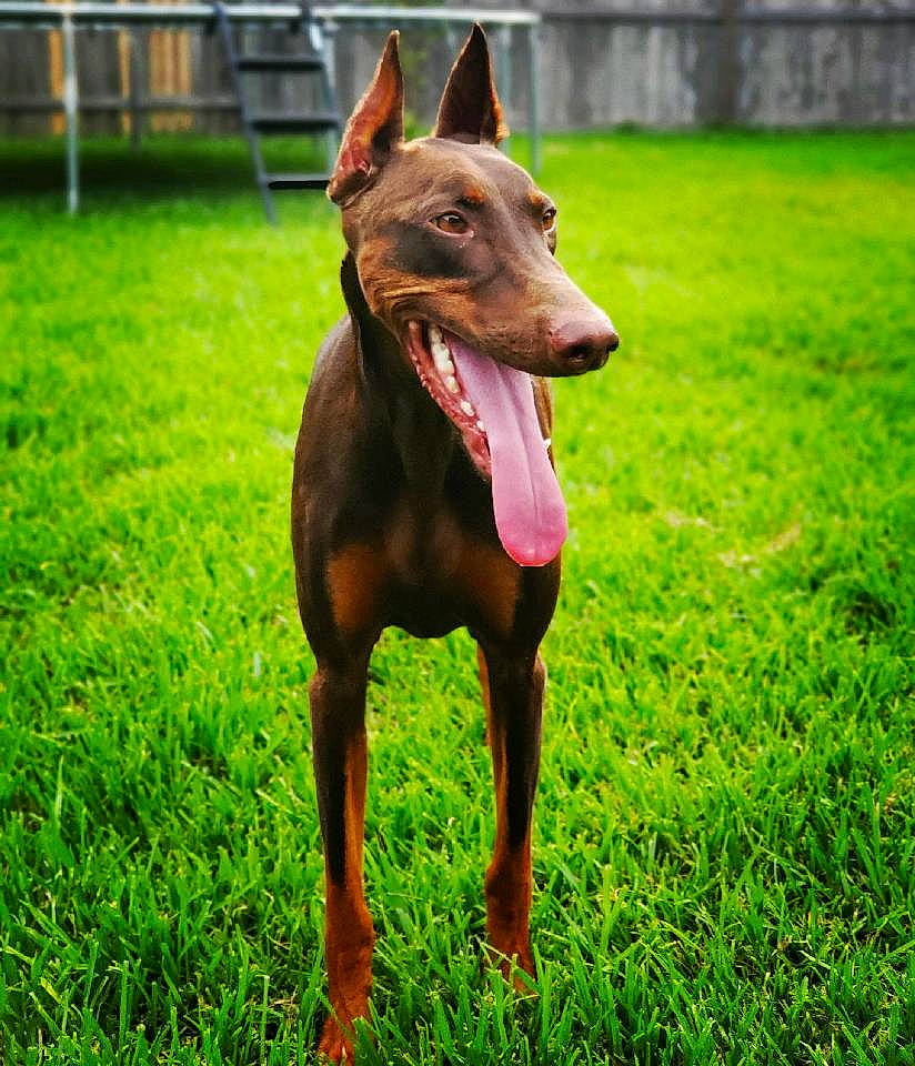 Denali joined the competition — help win amazing prizes! canidae, canis_panther, carnivore, dobermann, dog, dog_breed, german_pinscher, guard_dog, liver, mammal, manchester_terrier, pinscher, toy_manchester_terrier, vertebrate, working_dog