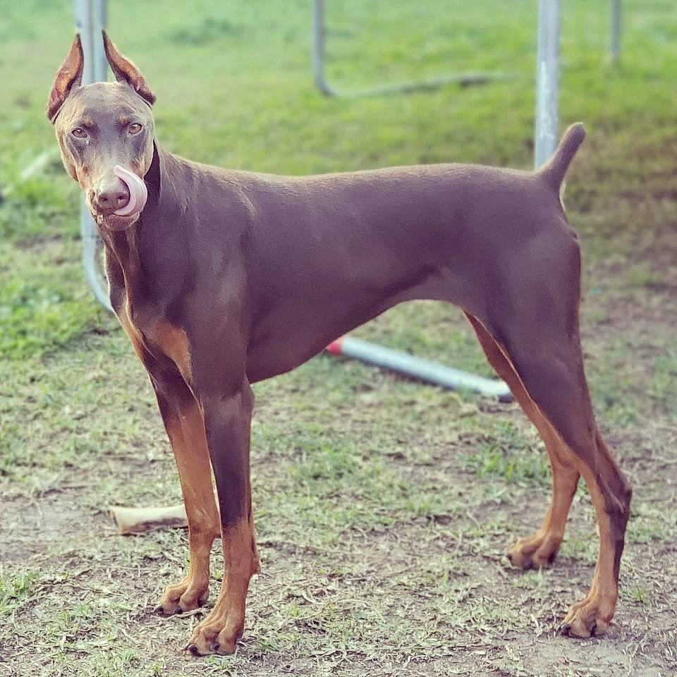 Denali is registered to the contest to win money with this photo: ancient_dog_breeds, canidae, canis_panther, carnivore, companion_dog, dobermann, dog, dog_breed, german_pinscher, guard_dog, hunting_dog, ibizan_hound, liver, mammal, mudhol_hound, pinscher, podenco_canario, thai_ridgeback, vertebrate, working_dog