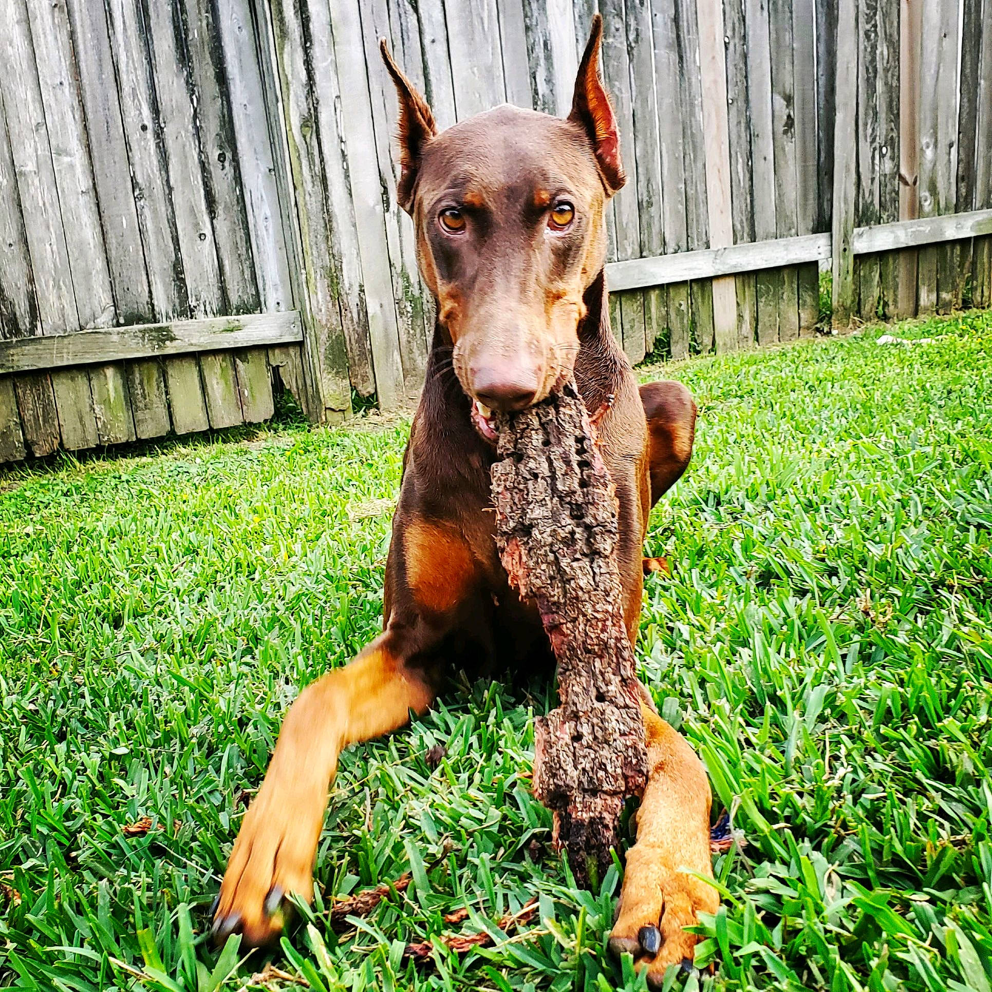 Denali joined the competition — help win amazing prizes! canidae, canis_panther, carnivore, dobermann, dog, dog_breed, fawn, german_pinscher, grass, guard_dog, liver, mammal, miniature_pinscher, pinscher, plant, puppy, snout, sporting_group, vertebrate, working_dog