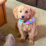 Poppy is registered to the contest to win money with this photo: dog, puppy, apricot_fur, fluffy, curly_fur, brown_eyes, black_nose, bandana, floral_pattern, sitting, indoors, living_room, carpet, leather_couch, wooden_table, pet_portrait, animal, cute, front_view, home