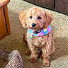 dog, puppy, apricot_fur, fluffy, curly_fur, brown_eyes, black_nose, bandana, floral_pattern, sitting, indoors, living_room, carpet, leather_couch, wooden_table, pet_portrait, animal, cute, front_view, home
