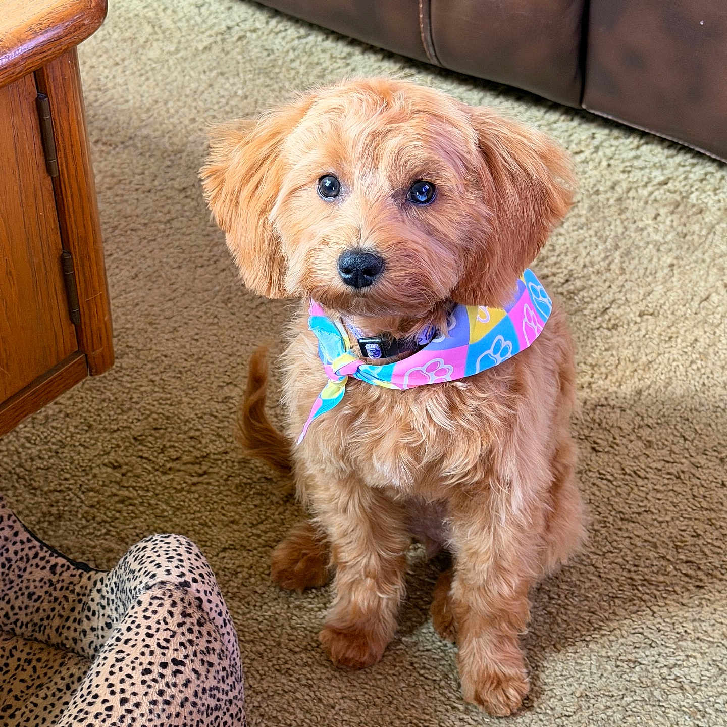 Poppy is registered to the contest to win money with this photo: dog, puppy, apricot_fur, fluffy, curly_fur, brown_eyes, black_nose, bandana, floral_pattern, sitting, indoors, living_room, carpet, leather_couch, wooden_table, pet_portrait, animal, cute, front_view, home