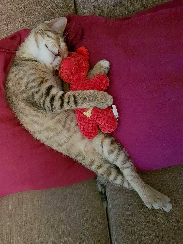 Taïga participe au concours pour gagner de l'argent avec cette photo : baby_toddler_clothing, carmine, carnivore, cat, comfort, crochet, domestic_short_haired_cat, fawn, felidae, fur, grey, linens, pattern, paw, small_to_medium_sized_cats, tail, thread, whiskers, wood, woolen