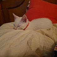 Slate is registered to the contest to win money with this photo: bed, bedroom, blanket, cat, collar, cozy, home, indoors, kitten, nap, pet, pillow, red_pillow, relaxed, resting, sleeping, sleepy, white_cat, white_fur, wooden_furniture