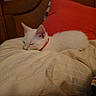 bed, bedroom, blanket, cat, collar, cozy, home, indoors, kitten, nap, pet, pillow, red_pillow, relaxed, resting, sleeping, sleepy, white_cat, white_fur, wooden_furniture