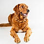 dog, golden_retriever, pet, animal, lying_down, fluffy, fur, smiling, studio, clean_background, white_background, happy, canine, domestic_animal, mammal, portrait, looking_away, snout, paws, ears