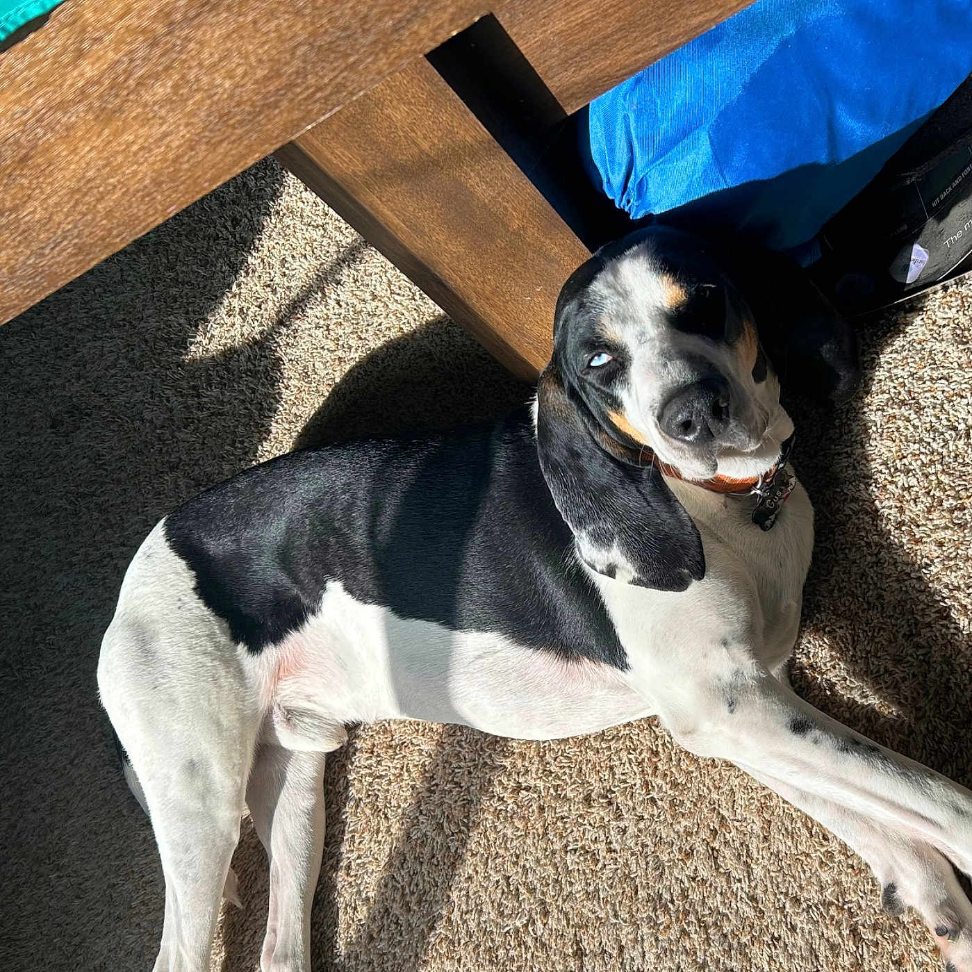 Gus