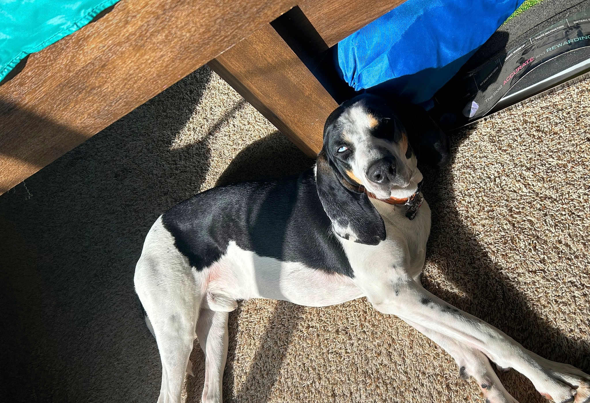Gus