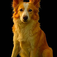 Louma a rejoint le concours — aidez-le/la à gagner de superbes lots ! dog, golden_fur, sitting, grass, flowers, daisies, nature, animal, pet, portrait, outdoor, black_background, fur_texture, ears, face, eyes, nose, paws, tail, calm