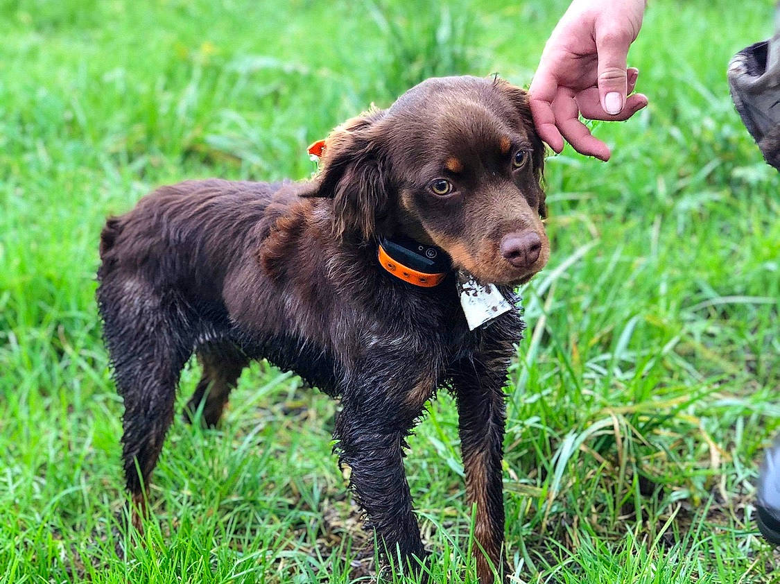 Pagaille a rejoint le concours — aidez-le/la à gagner de superbes lots ! american_water_spaniel, blue_picardy_spaniel, boykin_spaniel, canidae, carnivore, companion_dog, dog, dog_breed, flat_coated_retriever, german_longhaired_pointer, german_spaniel, hunting_dog, mammal, picardy_spaniel, pointing_breed, rare_breed_dog, retriever, spaniel, sporting_group, vertebrate