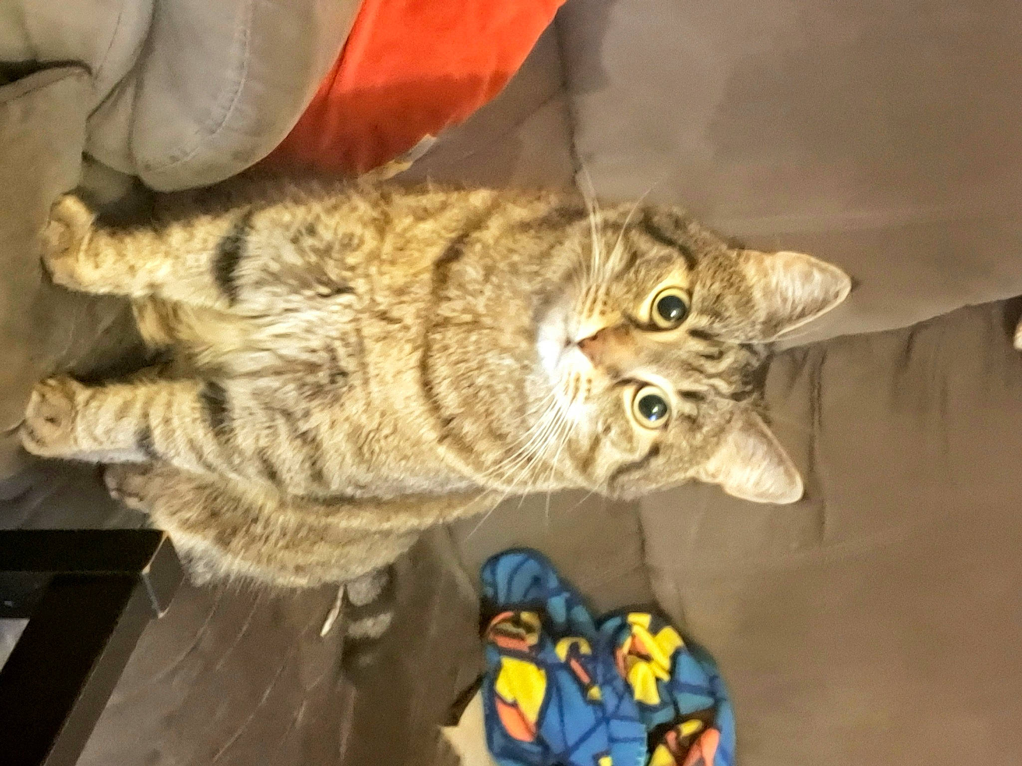 Neptune a rejoint le concours — aidez-le/la à gagner de superbes lots ! carnivore, cat, claw, comfort, domestic_short_haired_cat, ear, eye, felidae, fur, paw, small_to_medium_sized_cats, snout, tail, terrestrial_animal, whiskers, wildlife