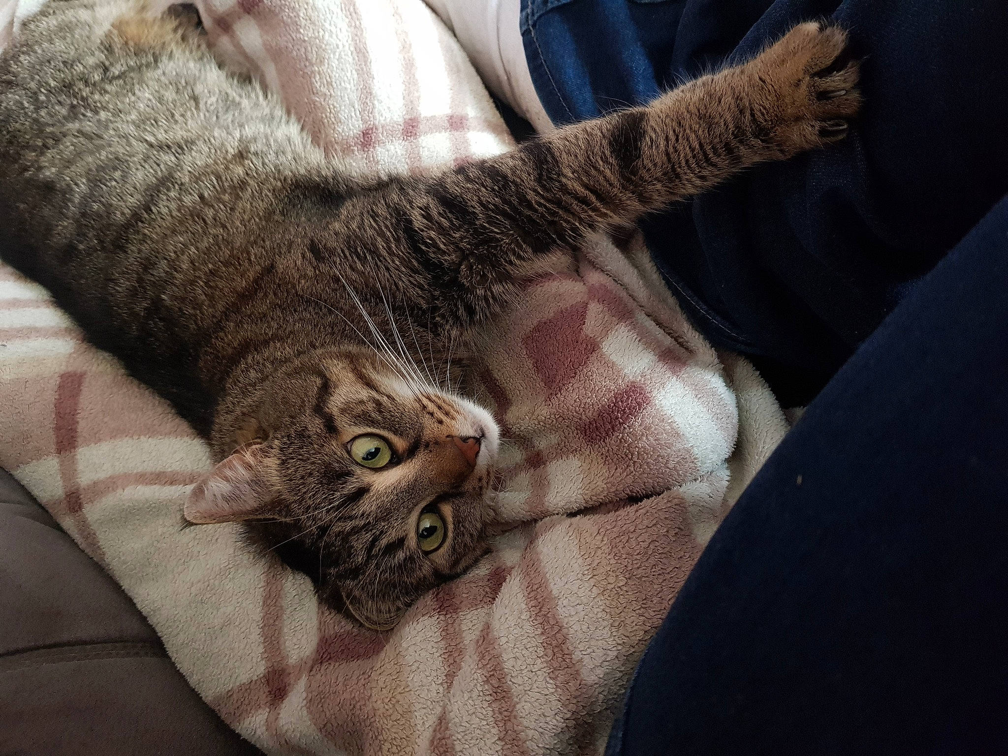 Neptune a rejoint le concours — aidez-le/la à gagner de superbes lots ! carnivore, cat, claw, comfort, domestic_short_haired_cat, ear, felidae, fur, gesture, grey, human_leg, linens, nap, paw, small_to_medium_sized_cats, tail, whiskers