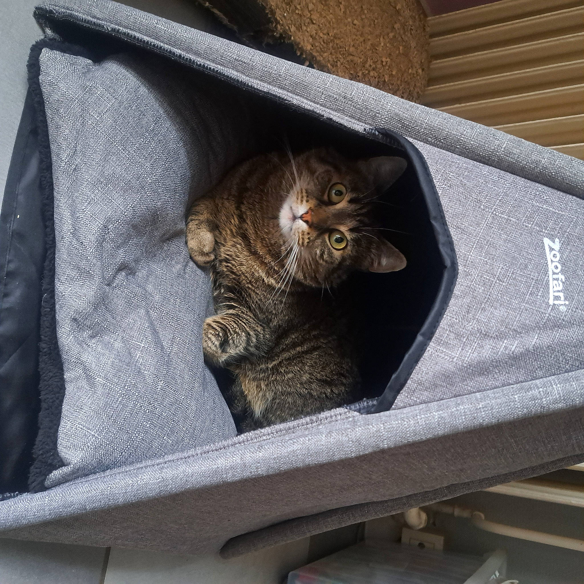 Neptune participe au concours pour gagner de l'argent avec cette photo : bag, baggage, brown, carnivore, cat, cat_supply, chair, comfort, domestic_short_haired_cat, electric_blue, felidae, fur, grey, luggage_and_bags, metal, pet_supply, small_to_medium_sized_cats, tail, whiskers, wood