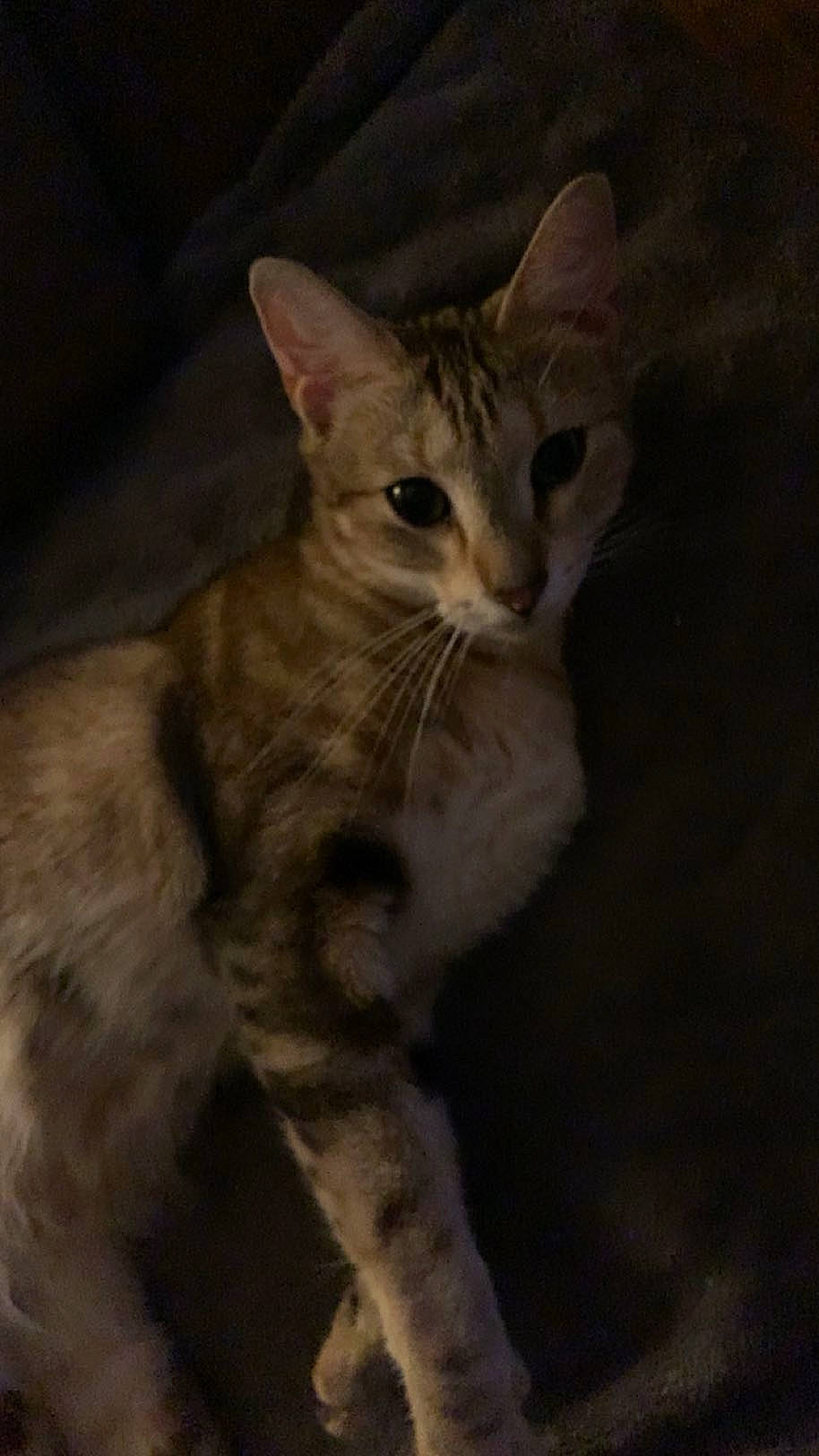 Ria a rejoint le concours — aidez-le/la à gagner de superbes lots ! carnivore, cat, darkness, domestic_short_haired_cat, fawn, felidae, fur, small_to_medium_sized_cats, snout, tail, terrestrial_animal, whiskers, wildlife