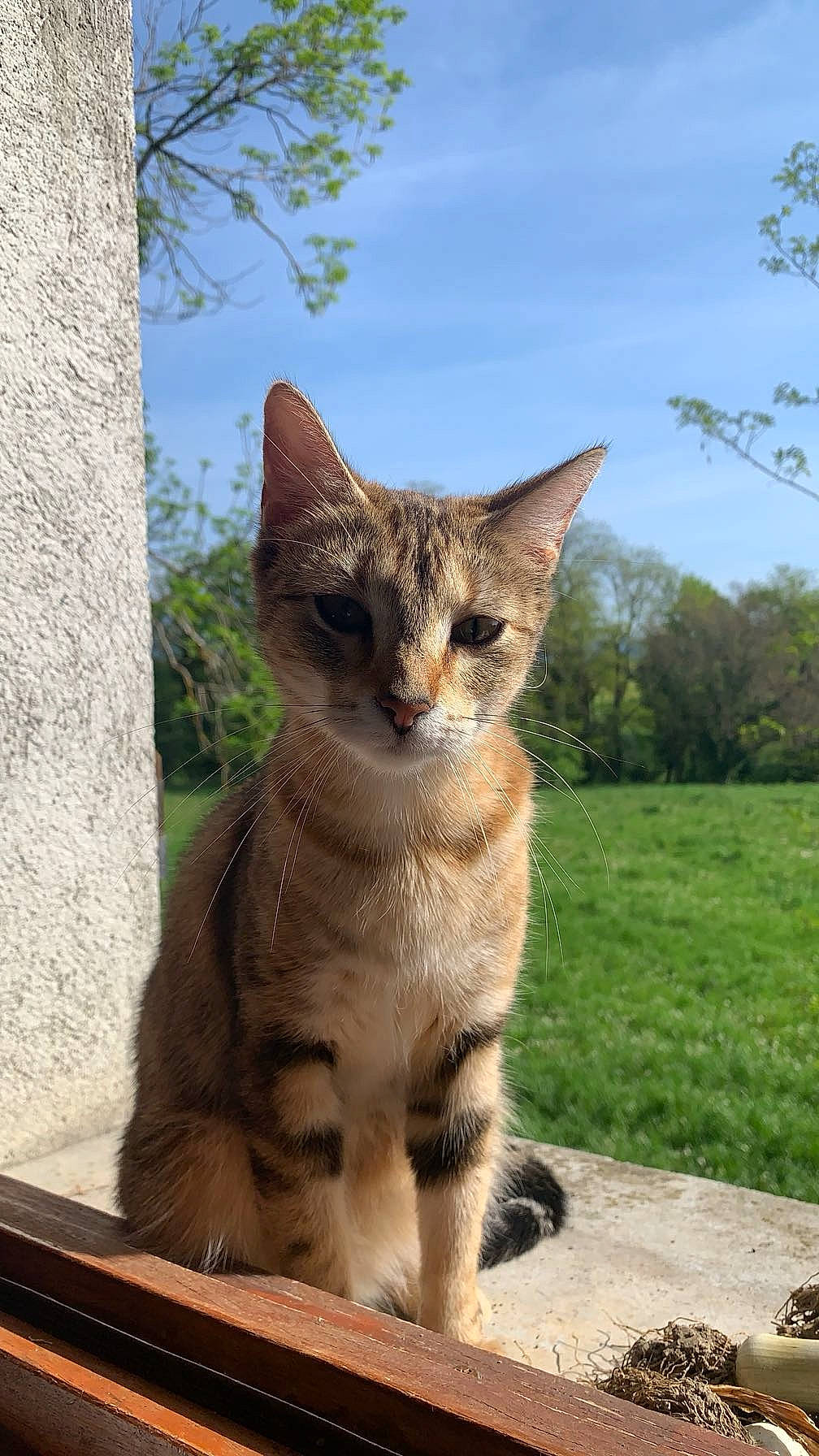 Ria participe au concours pour gagner de l'argent avec cette photo : carnivore, cat, claw, cloud, domestic_short_haired_cat, eye, fawn, felidae, fur, grass, paw, plant, sky, small_to_medium_sized_cats, snout, tail, terrestrial_animal, tree, whiskers, wildlife