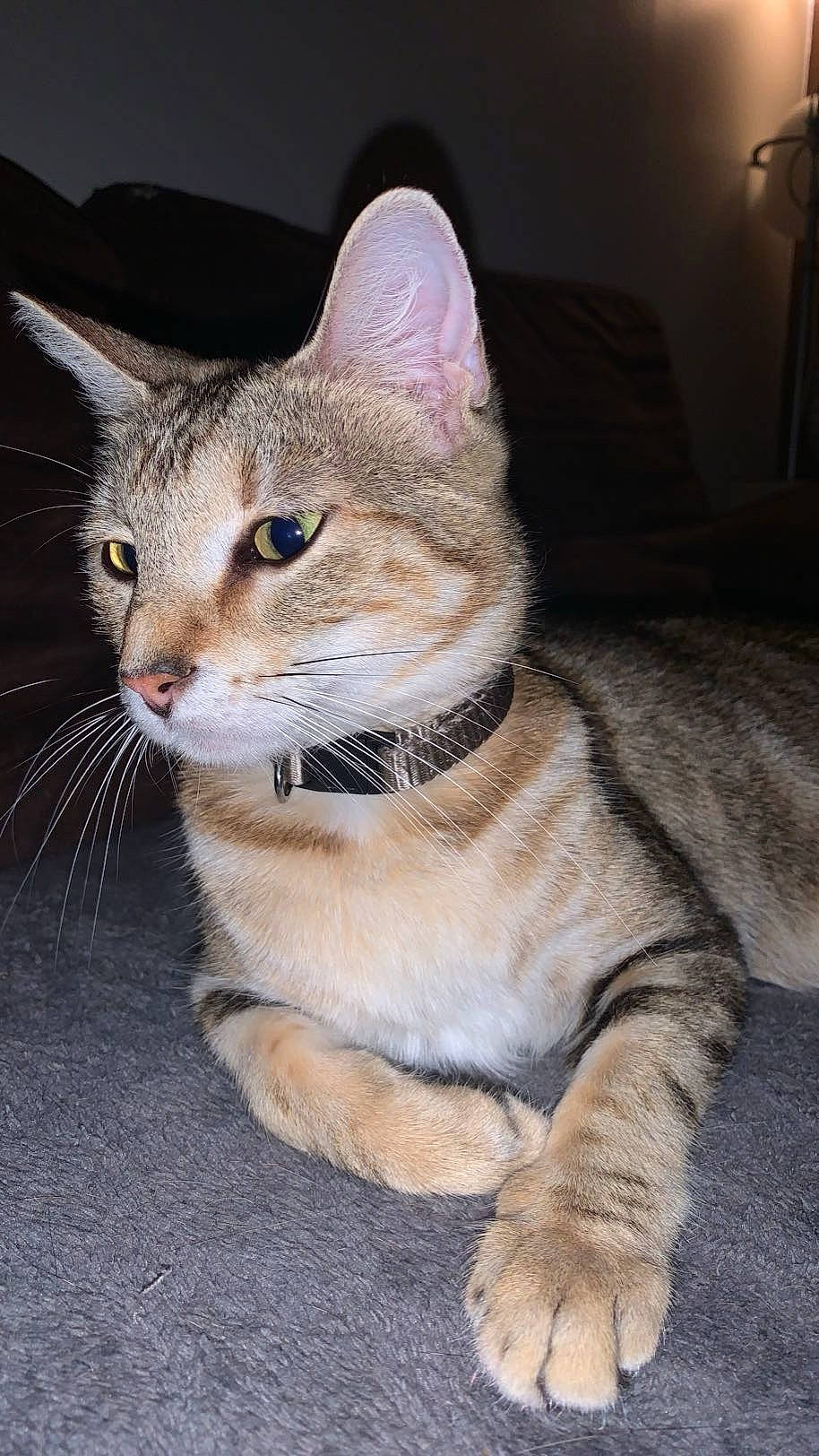 Ria a rejoint le concours — aidez-le/la à gagner de superbes lots ! carnivore, cat, claw, domestic_short_haired_cat, fawn, felidae, fur, paw, sitting, small_to_medium_sized_cats, snout, tail, terrestrial_animal, whiskers, wildlife