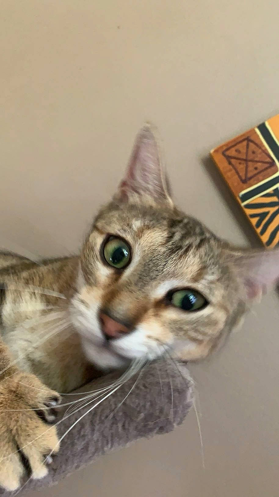 Ria participe au concours pour gagner de l'argent avec cette photo : carnivore, cat, claw, domestic_short_haired_cat, felidae, fur, logo, paw, small_to_medium_sized_cats, snout, terrestrial_animal, triangle, whiskers, wildlife