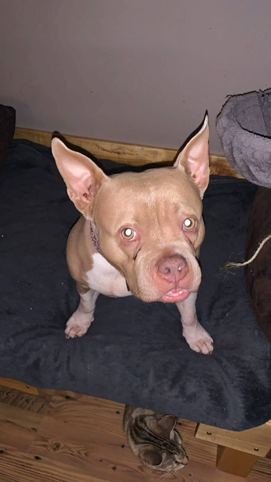 Pyper a rejoint le concours — aidez-le/la à gagner de superbes lots ! canidae, carnivore, companion_dog, dog, dog_breed, domestic_pig, ear, eye, fawn, head, liver, non_sporting_group, snout, sporting_group, suidae, terrestrial_animal, toy_dog, whiskers, working_animal, wrinkle