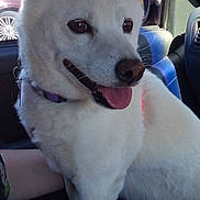 Athena joined the competition — help win amazing prizes! dog, white_dog, pet, animal, inside_car, car_seat, happy, tongue_out, collar, window, reflection, daylight, parking_lot, vehicle, leash, chain, fur, ears, nose, close_up