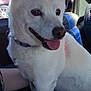 dog, white_dog, pet, animal, inside_car, car_seat, happy, tongue_out, collar, window, reflection, daylight, parking_lot, vehicle, leash, chain, fur, ears, nose, close_up