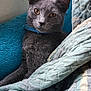cat, gray_cat, pet, animal, feline, indoor, blanket, quilt, cozy, resting, fur, ears, eyes, collar, texture, comfort, closeup, relaxed, cute, portrait