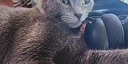 Happy is registered to the contest to win money with this photo: cat, grey_cat, pet, animal, feline, headphones, wooden_table, indoor, relaxed, closeup, fur, ears, eyes, whiskers, domestic, resting, cozy, household, jar, blurred_background