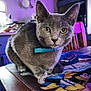 cat, gray_cat, blue_collar, table, cartoon_mat, wooden_table, indoor, kitchen, chair, remote_control, purple_lighting, furniture, eyes, pet, animal, curious, closeup, domestic_cat, mammal, whiskers