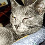 cat, gray_cat, close_up, winking, whiskers, fur, indoor, blanket, cozy, pet, animal, relaxed, sleepy, cute, feline, soft_texture, ears, nose, face, comfort