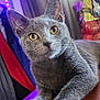 cat, gray_cat, yellow_eyes, paws, wooden_table, curtains, purple_light, indoor, pet, feline, fur, animal, relaxed, closeup, looking, whiskers, ears, table_surface, cozy, domestic
