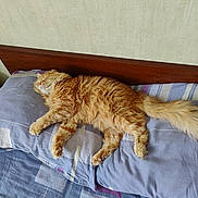 Pacha participe au concours pour gagner de l'argent avec cette photo : abyssinian, animal, bed, bedroom, blanket, cat, couch, cushion, furniture, hardwood, homedecor, indoors, interiordesign, kitten, manx, pet, pillow, plywood, room, wood