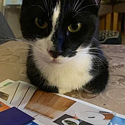 Oreo a rejoint le concours — aidez-le/la à gagner de superbes lots ! cat, black_and_white, close_up, indoor, tablecloth, magazine, papers, curious, resting, pet, whiskers, face, animal, feline, domestic_cat, eyes, fur, nose, background, table