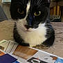 cat, black_and_white, close_up, indoor, tablecloth, magazine, papers, curious, resting, pet, whiskers, face, animal, feline, domestic_cat, eyes, fur, nose, background, table