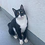 cat, black_and_white, sitting, yellow_eyes, curious, pet, animal, outdoor, wall, concrete_floor, feline, whiskers, ears, paws, fur, portrait, alone, quiet, calm, looking