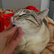 Atlas participe au concours pour gagner de l'argent avec cette photo : cat, animal, pet, hand, scratching, relaxation, cozy, blanket, fur, whiskers, indoor, comfort, cute, content, resting, feline, closeup, nail_polish, striped, sleepy