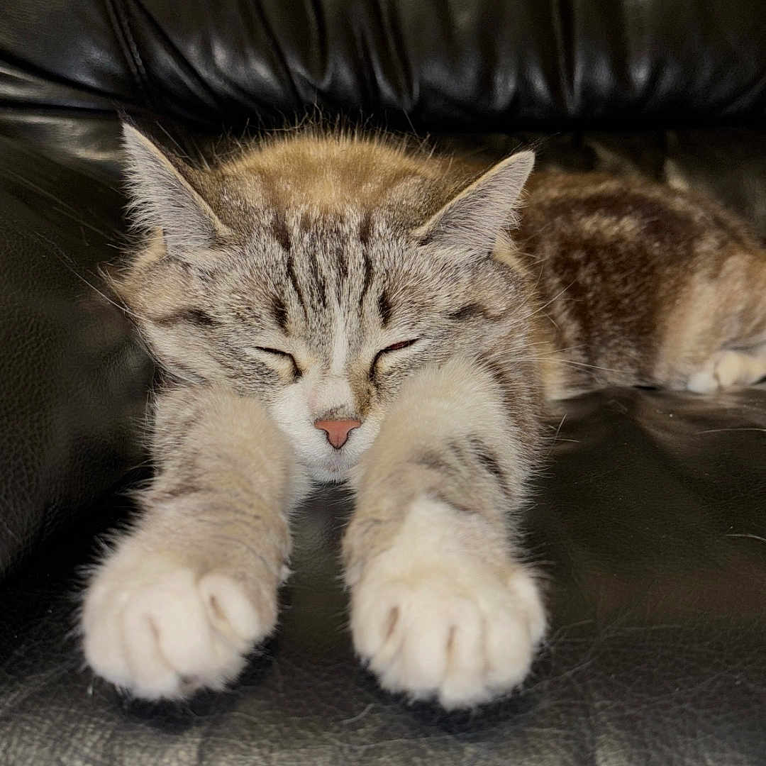 Atlas a rejoint le concours — aidez-le/la à gagner de superbes lots ! cat, tabby, sleeping, paws, leather_couch, feline, resting, indoor, pet, cute, whiskers, fur, cozy, relaxed, closeup, animal, domestic_cat, mammal, calm, napping