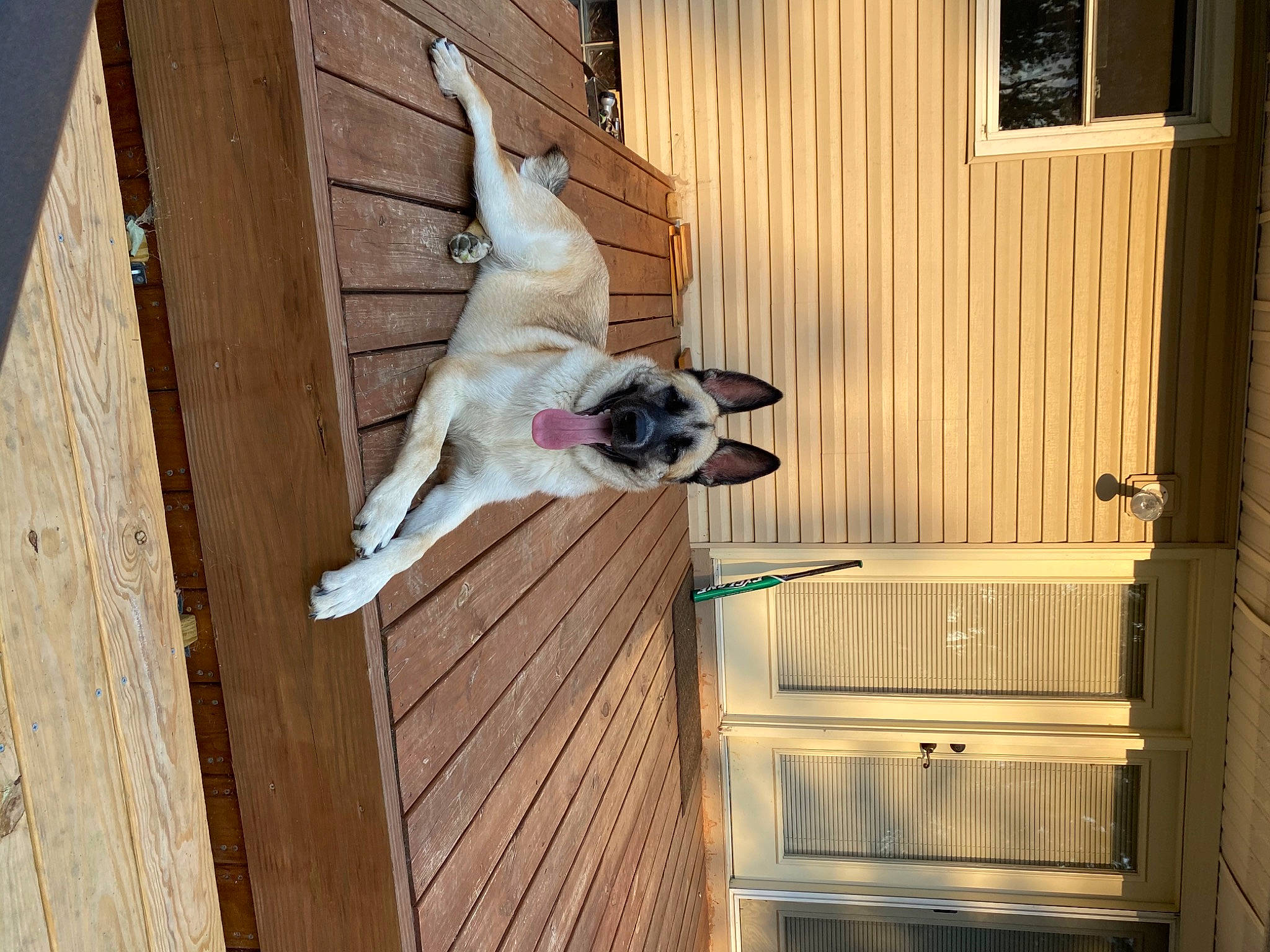 Titan Oliver joined the competition — help win amazing prizes! building, canidae, carnivore, companion_dog, dog, dog_breed, door, fawn, fixture, hardwood, home_door, house, non_sporting_group, plank, siding, sporting_group, window, wood, wood_stain