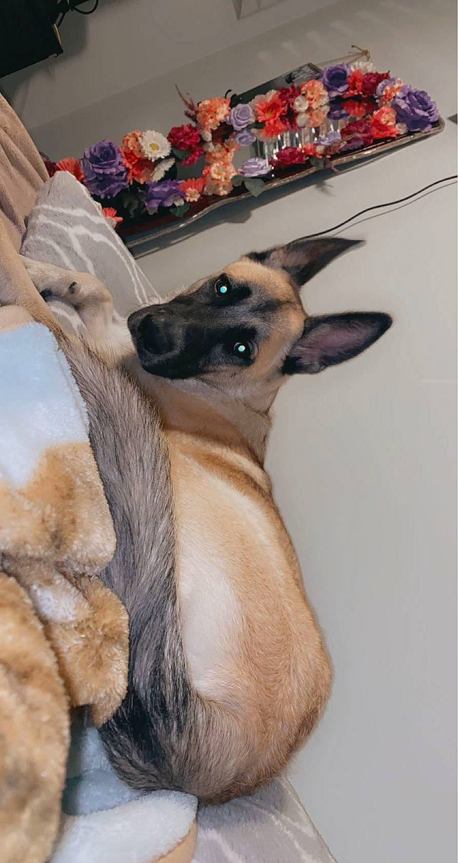 Titan Oliver is registered to the contest to win money with this photo: canidae, carnivore, comfort, companion_dog, dog, dog_breed, dog_supply, ear, fawn, felidae, fur, paw, picture_frame, rectangle, snout, sporting_group, terrestrial_animal, toy_dog, whiskers, working_animal