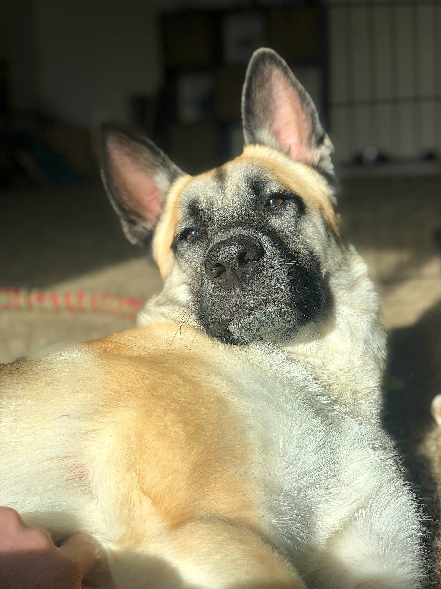 Titan Oliver