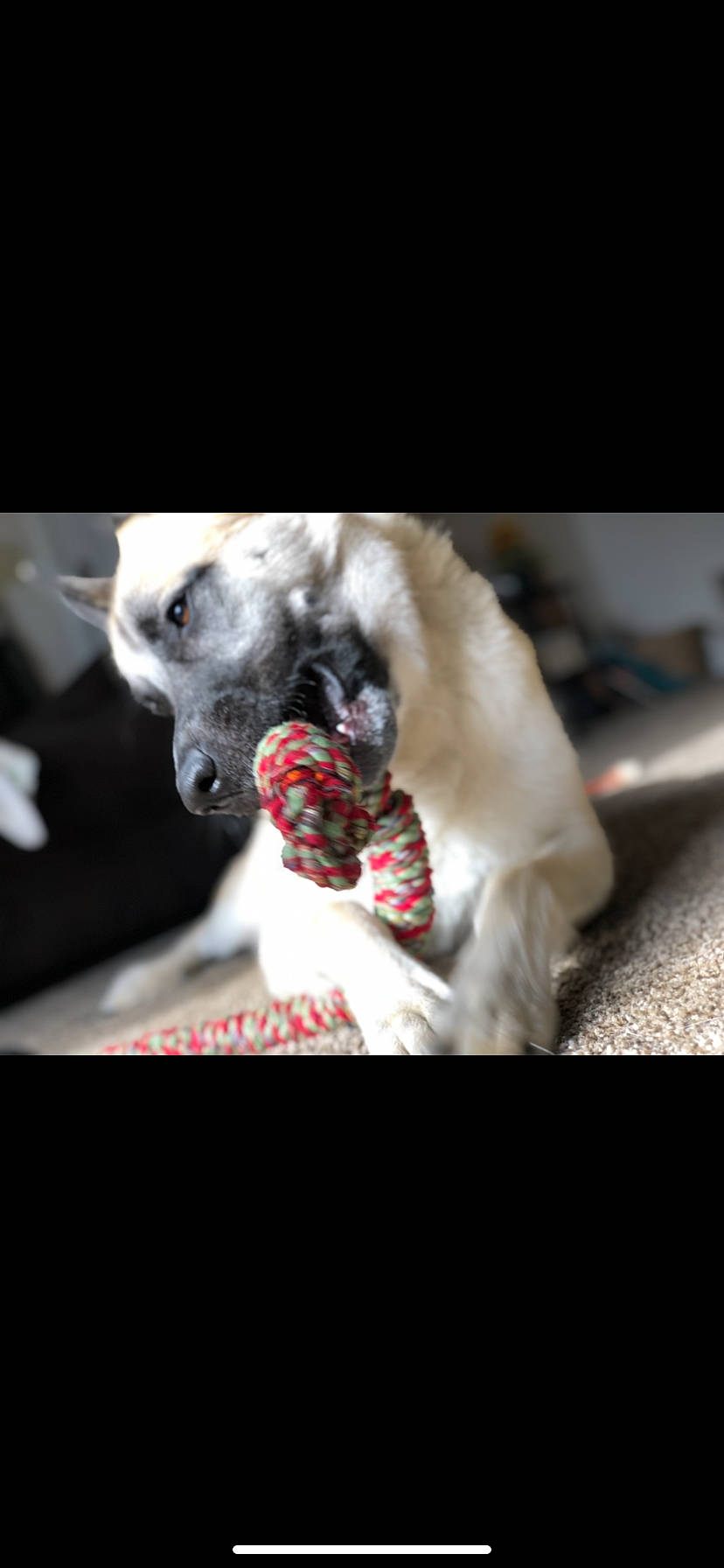 Titan Oliver is registered to the contest to win money with this photo: bone, carmine, carnivore, companion_dog, dalmatian, darkness, dog, dog_breed, dog_collar, event, fashion_accessory, felidae, fictional_character, fur, jaw, jewellery, skull, sporting_group, toy, whiskers