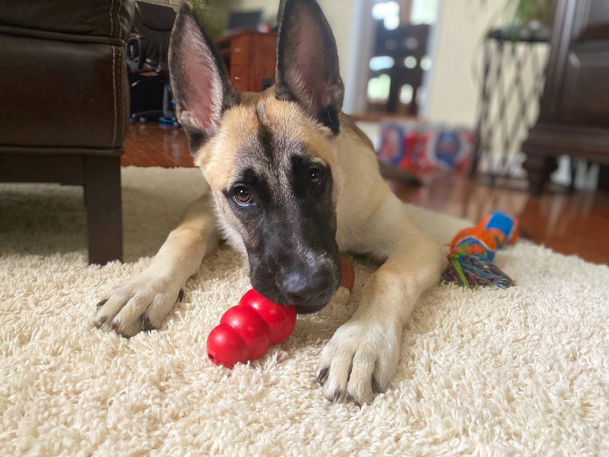 Titan Oliver joined the competition — help win amazing prizes! biting, carnivore, companion_dog, dog, dog_breed, dog_supply, fawn, flooring, german_shepherd_dog, hardwood, herding_dog, non_sporting_group, old_german_shepherd_dog, paw, pet_supply, terrestrial_animal, wood, working_animal, working_dog