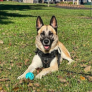 Titan is registered to the contest to win money with this photo: apartment_sign, autumn_leaves, black_and_tan, blue_ball, cars, dog, grass, happy, harness, lawn, lying_down, open_mouth, outdoor, pet, pointed_ears, residential_area, shepherd_dog, sitting, sunlight, toy