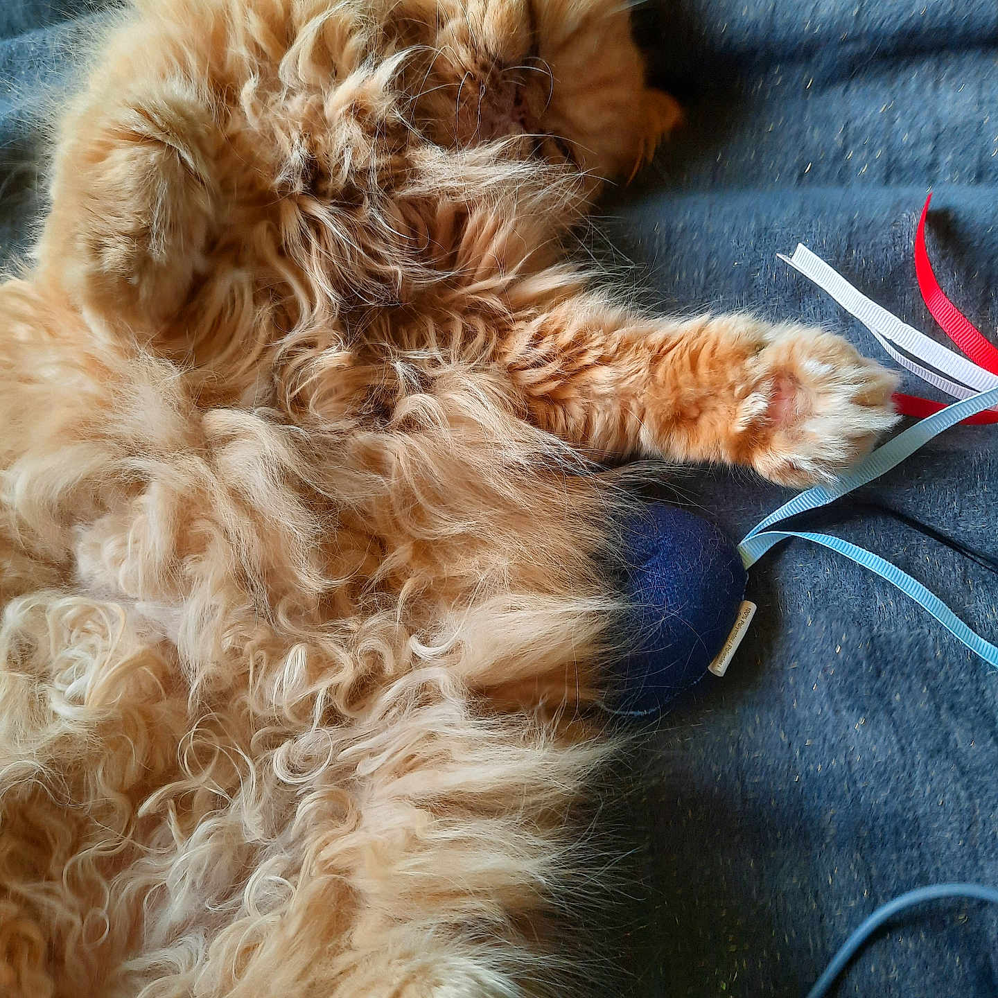 Gwen a rejoint le concours — aidez-le/la à gagner de superbes lots ! accessories, animal, canine, cat, cockerspaniel, couch, dog, electronics, furniture, indoors, interiordesign, kitten, lion, manx, person, pet, puppy, sleeping, strap, terrier
